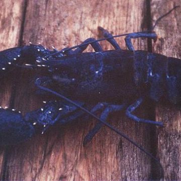 blue lobster