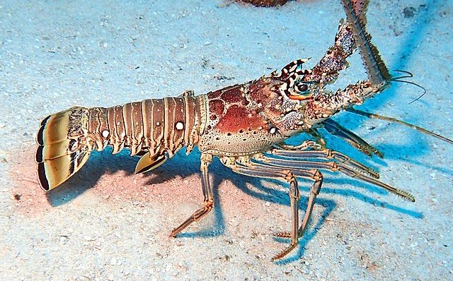 Caribbean spiny lobster at Blackbird Caye, Belize: Credit, Wikimedia Commons Belize's Caribbean spiny lobster