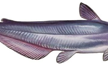 Invasive blue catfish