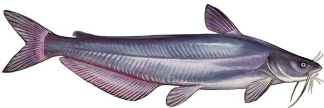 Blue catfish (Ictalurus furcatus): Wikimedia Commons Invasive blue catfish
