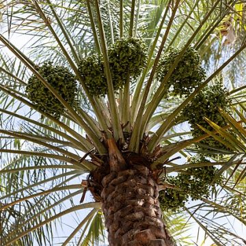 Omani palm dates