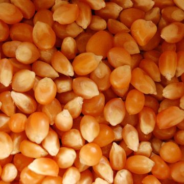 Cambodia’s CHM01 corn hybrid enjoys promotion to boost production