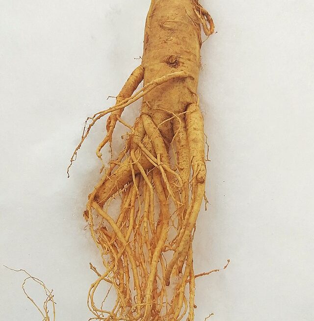 Korean ginseng on snow: Credit, Wikimedia Commons Korean ginseng