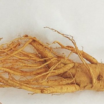 Korean ginseng