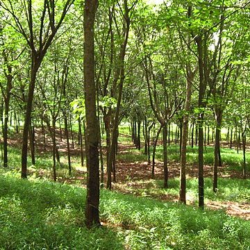 Cambodia's agriculture