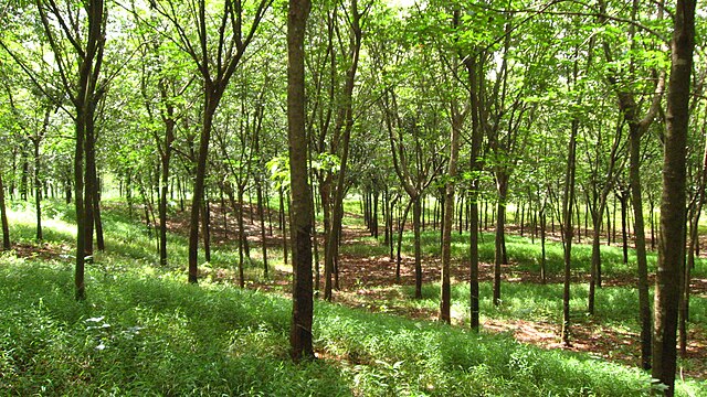 Rubber trees on an earthwork in Memot, Cambodia: Credit, Wikimedia Commons Cambodia's agriculture