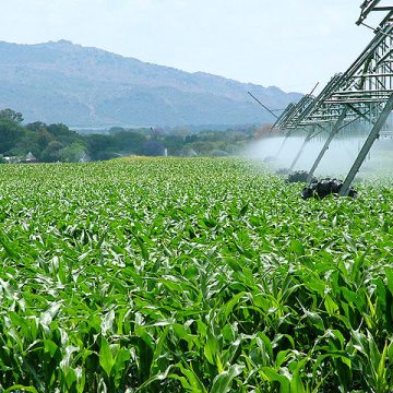 Northwest Province is also a major maize-growing area