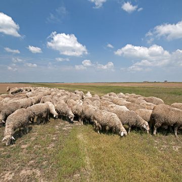 Live sheep export volume by Australia surging, protests hatching