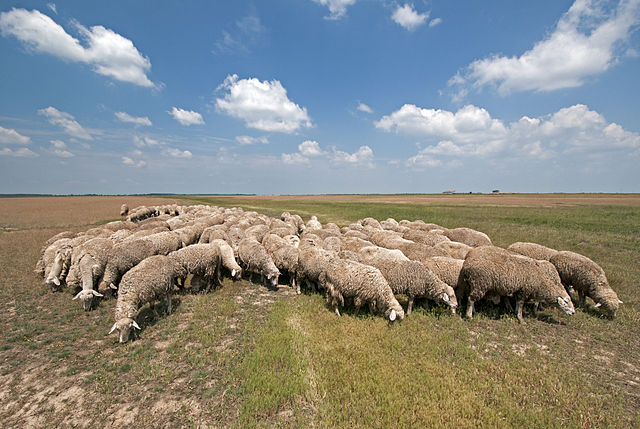 Sheep on pasture: Credit, Wikimedia Commons Lamb prices surge across Europe as supplies founder