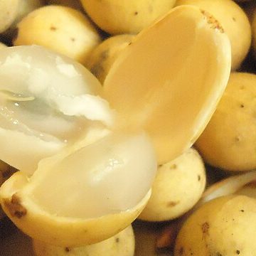 The Mindanao fruit export base strong despite the Philippines’ banana lag