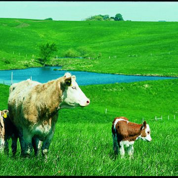 Iowa boosts food security with revamped Choose Iowa program