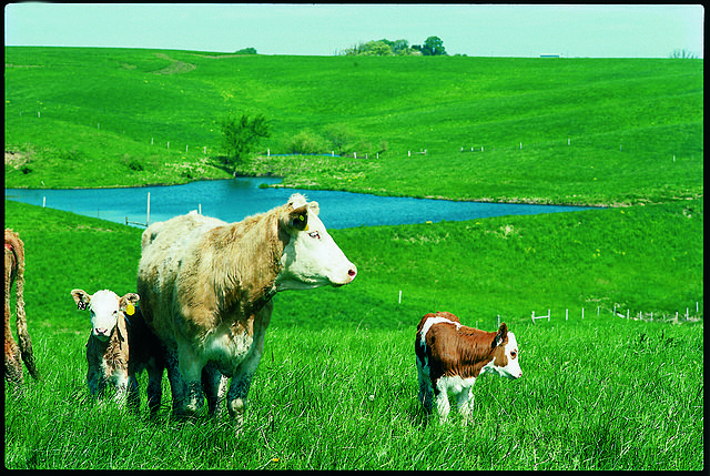 Pastureland in southern Iowa: Credit, Wikimedia Commons Iowa boosts food security with revamped Choose Iowa program