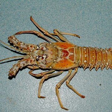 The Florida main season begins with lobster dive flags advisories