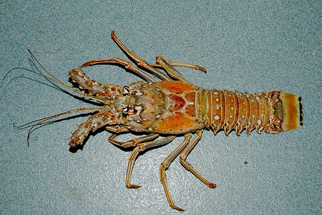 Spiny lobster (Panulirus argus) in Gulf of Mexico near Florida: Credit, Wikimedia Commons The Florida main season begins with lobster dive flags advisories