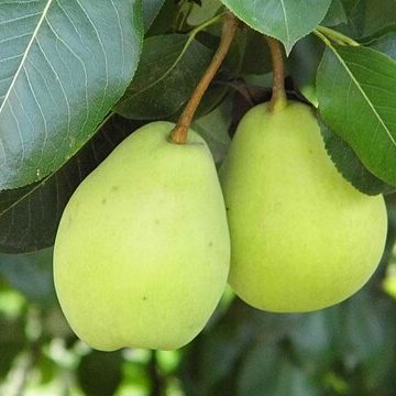 Pears from South Africa make it big in India