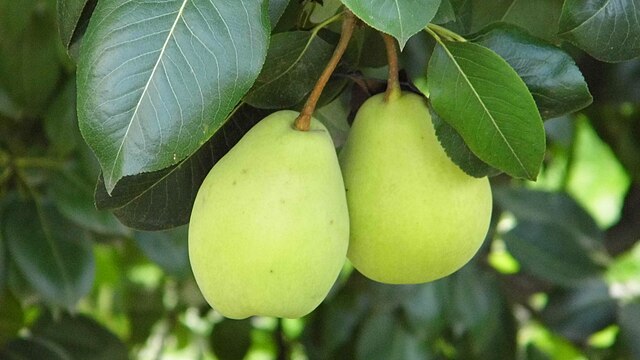 Pears: Credit, Wikimedia Commons Pears from South Africa make it big in India