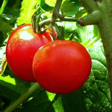 Tomato price crash in Bengaluru following Bangladeshi turmoil 