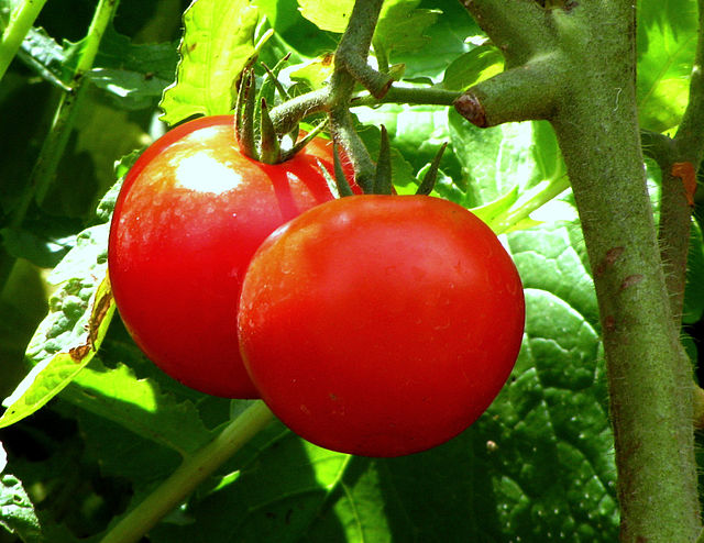 Tomatoes in Karnataka, India: Credit, Wikimedia Commons Tomato price crash in Bengaluru following Bangladeshi turmoil