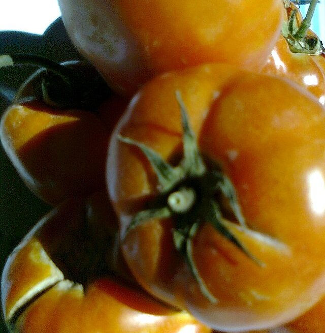 Jordan tomato: Credit, Wiimedia Commons tomatoes in Jordan