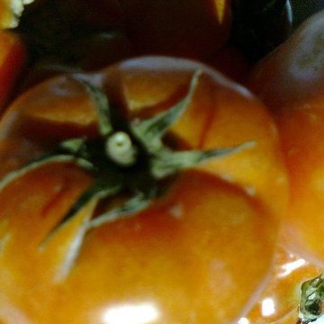 tomatoes in Jordan