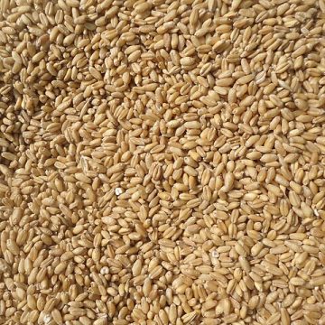 Morocco extends wheat import subsidies against dry spell