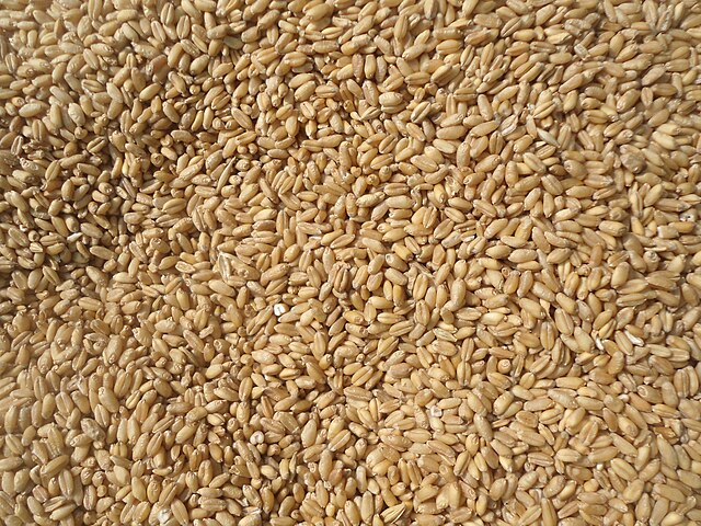 Wheat: Credit, Wikimedia Commons Less wheat prices in China force domestic governmental purchases