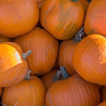 pumpkins make pumpkin spice