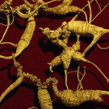 Ginseng harvest starts outside Virginia’s state forests, North Carolina’s still paused
