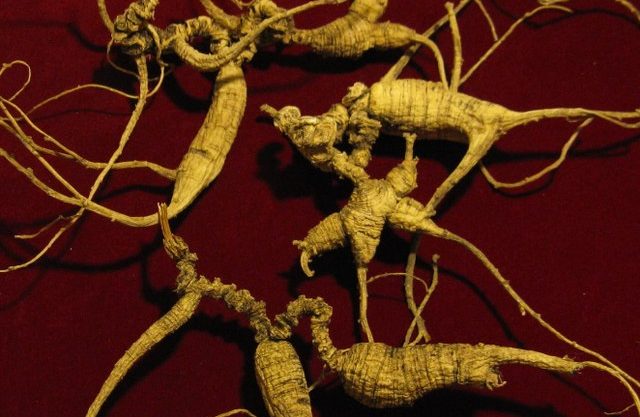 American ginseng: Credit, Wikimedia Commons Ginseng harvest starts outside Virginia’s state forests, North Carolina’s still paused
