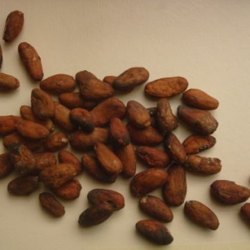 Cocoa rates founder temporarily on ICCO’s surplus forecast