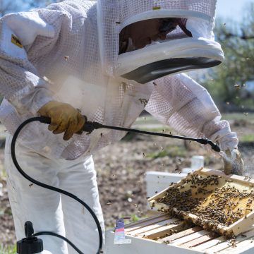 Terra Vera launches ApiVera “to preserve bee populations”