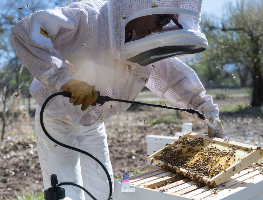 ApiVera team at work (c) Terra Vera Terra Vera launches ApiVera “to preserve bee populations”