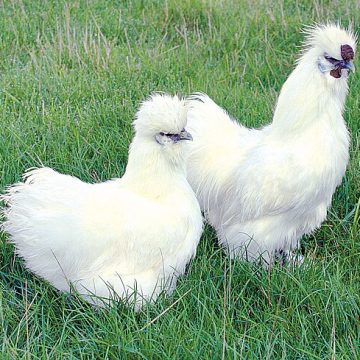 Renting chicken for eggs becomes last resort in America 