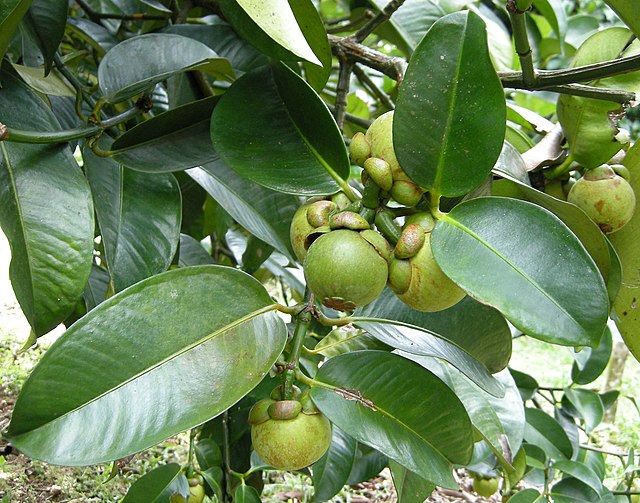 Fruiting mangosteen from Chanthaburi, Thailand: Credit, Wikimedia Commons The Thai mangosteen turns a world beater in export returns