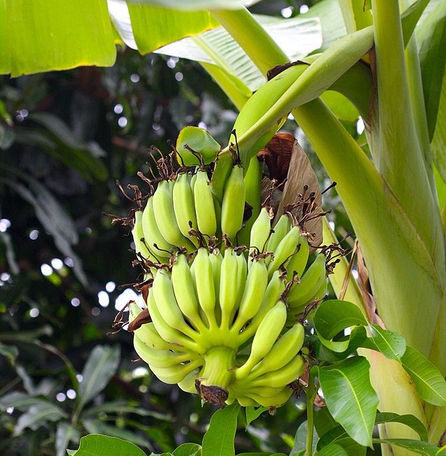Banana plant in Thailand: Credit, Wikimedia Commons “Golden bananas” bring Thai farmers revenue