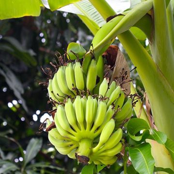 “Golden bananas” bring Thai farmers revenue 