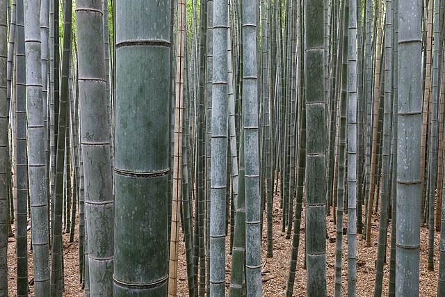 Bamboo forest in the Far-east: Credit, Wikimedia Commons Abaca and bamboo to drive PH’s sustainable agricultural agenda
