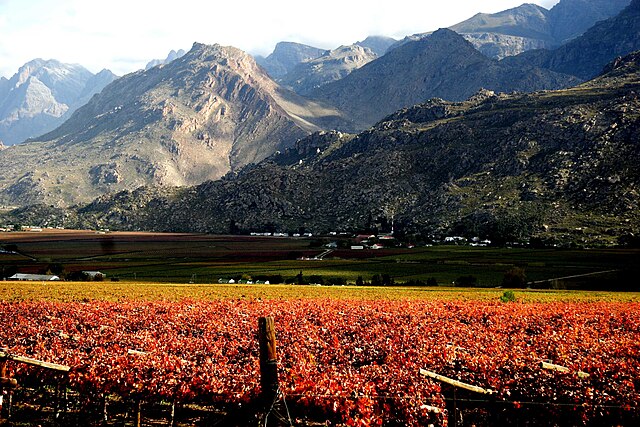 Wine vineyard in Hex River Valley, Western Cape, South Africa: Credit, Wikimedia Commons The South Africa wine sector foresees bountiful 2025 season