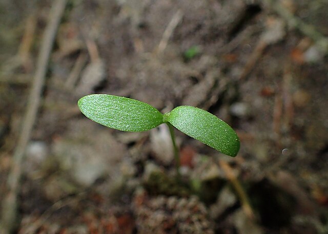 Hops (Humulus lupulus) growing: Credit, Wikimedia Commons Hop picking underway in the UK, Czech Republic