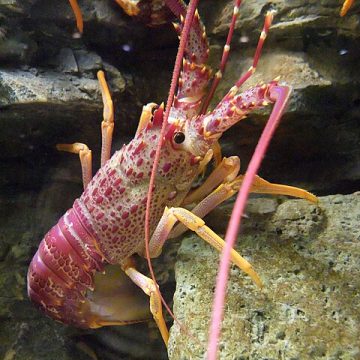 Lobster population prediction in Western Australia gets precise