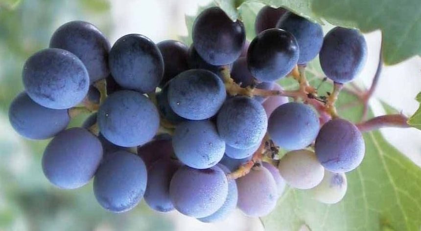 A grapevine in Cyprus: Credit, Wikimedia Commons Cyprus bets on sustainable agriculture with €109.3 million kitty