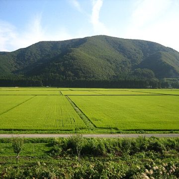 Rice in Japan grows dear as inflation surges 0.4%