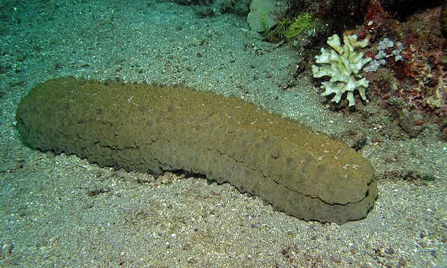 Sea cucumber (Stichopus herrmanni): Credit, Wikimedia Commons What new sea cucumber developments in Alaska and the Netherlands hold for UK’s Invertebrates Imports