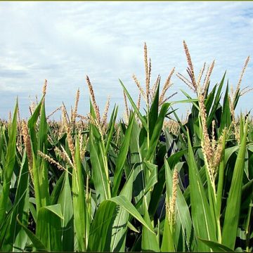 GM corn dispute resolution between U.S. and Mexico exemplary