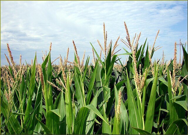 Corn in tassel stage, NW Iowa: Credit, Wikimedia Commons The Iowa corn harvest unfolding amid promise of new short corn