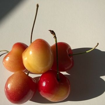 Northwest cherries abloom with 10% production hike amid tariff relief