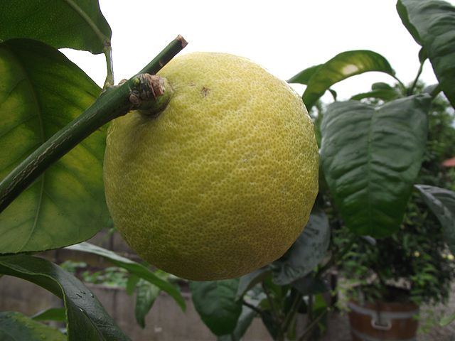 Bergamot (Citrus bergamia fructus): Credit, Wikimedia Commons Bergamot orange production in Calibria fuels Earl Grey Tea popularity
