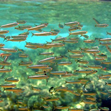 Fish prices in PH could reduce after fishing ban ends