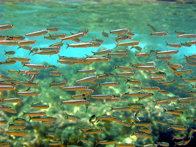 Sardines (Sardina pilchardus): Credit, Wikimedia Commons Sardines in Morocco cost dear as stock wavers