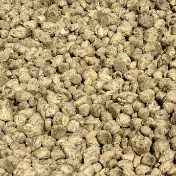Beet sugar turns bearish with prices in Europe at break even